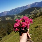 Almrosenblüte